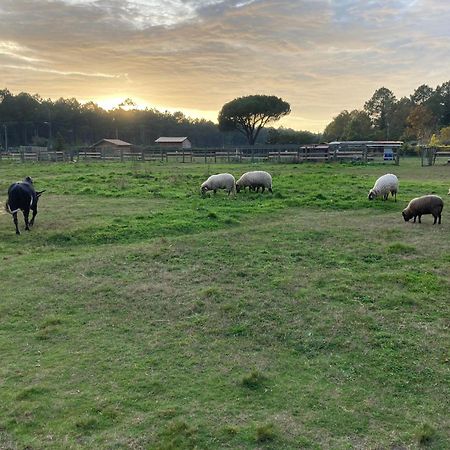 Gite - La Ferme A La Plage Le Porge Esterno foto