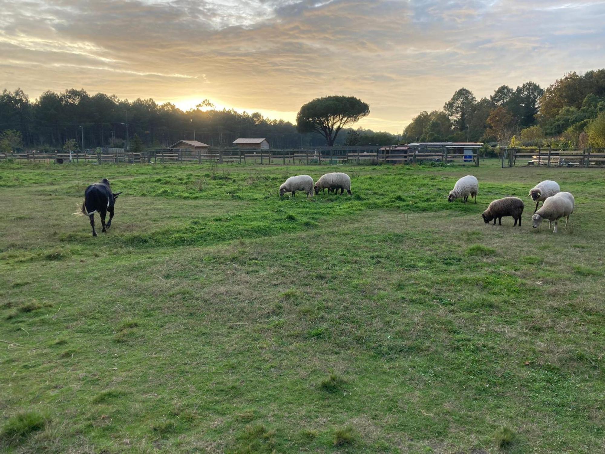 Gite - La Ferme A La Plage Le Porge Esterno foto